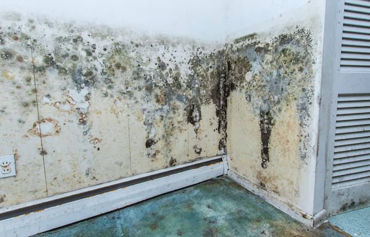 mold removal katy tx